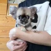 チワワ(ロング)