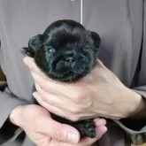 ペキニーズ