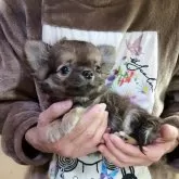 チワワ(ロング)