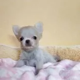 チワワ(ロング)