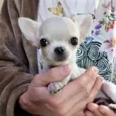 チワワ(スムース)