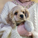 アメリカンコッカースパニエル