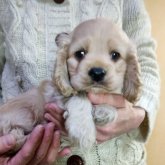 アメリカンコッカースパニエル