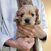 アメリカンコッカースパニエル