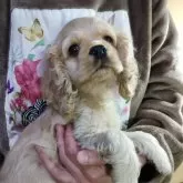 アメリカンコッカースパニエル