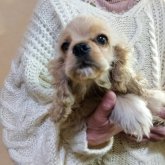 アメリカンコッカースパニエル