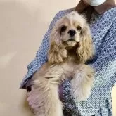 アメリカンコッカースパニエル【愛知県・女の子・2025年4月8日・バフ】の写真2