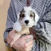 シーリハムテリア【愛知県・男の子・2025年8月3日・ホワイト&バジャーマーキング】の写真2