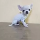 チワワ(スムース)【愛知県・男の子・2025年8月18日・クリーム】の写真2
