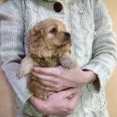 アメリカンコッカースパニエル【愛知県・男の子・2025年9月28日・バフ】の写真3