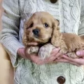 アメリカンコッカースパニエル【愛知県・男の子・2025年9月28日・バフ】の写真5