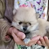 ポメラニアン【愛知県・男の子・2025年10月23日・オレンジセーブル】の写真5