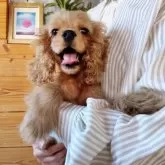 アメリカンコッカースパニエル【愛知県・女の子・2025年4月8日・バフ】の写真6