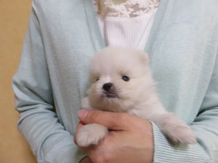 ID:1906-02524の子犬