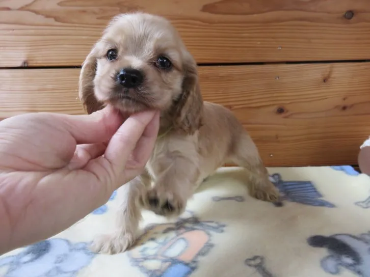 ID：1610-01623の子犬