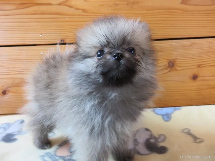 ポメの父 様のお迎えした子犬