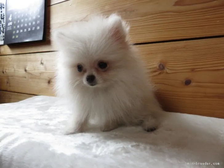 ID：1802-01687の子犬