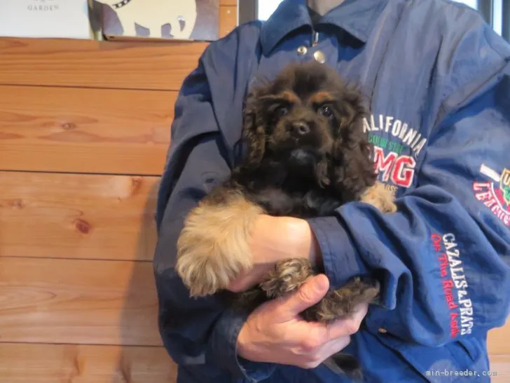 ID:2012-03373の子犬