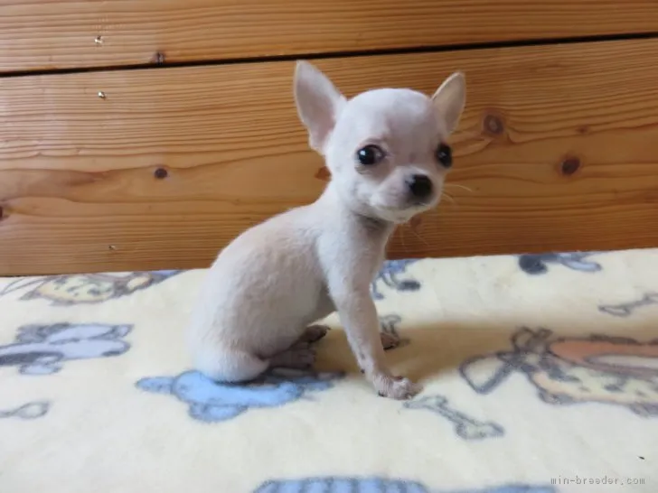 ＱＣＣ 様のお迎えした子犬