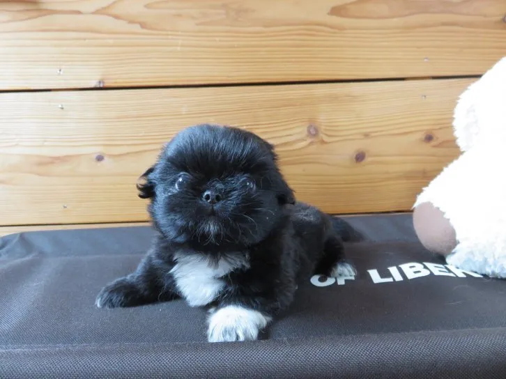 ID：1610-01581の子犬