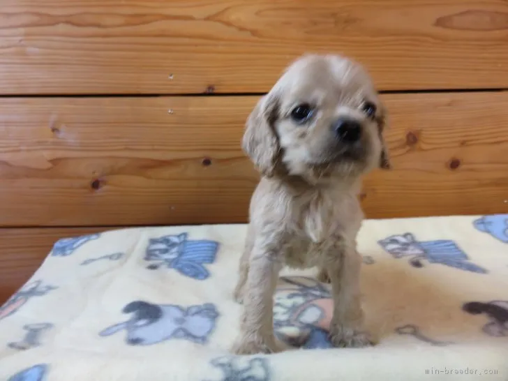 りつ 様のお迎えした子犬