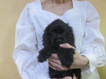 アメリカンコッカースパニエル【愛知県・男の子・2021年7月27日・ブラック】の写真「お父さんＣＨ多数良血統。ブラック男の子。」