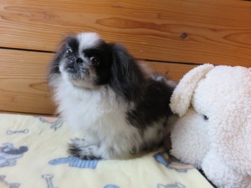 ペキニーズ【愛知県・男の子・2016年9月30日・ホワイト&ブラック】の写真「当犬舎では、年に１、２頭しか生まれない珍しい毛色」