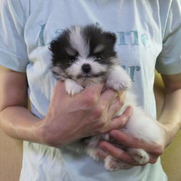 ポメラニアン【愛知県・女の子・2021年7月20日・ホワイト&ブラックタン】の写真「両親チャオリア系」