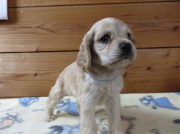 アメリカンコッカースパニエル【愛知県・女の子・2016年9月14日・バフ】の写真「志村どうぶつ園に出演しました」