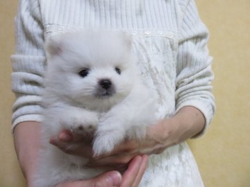 ポメラニアン【愛知県・男の子・2019年2月6日・ホワイト】の写真「お父さんチャオリアＣＨ直子」