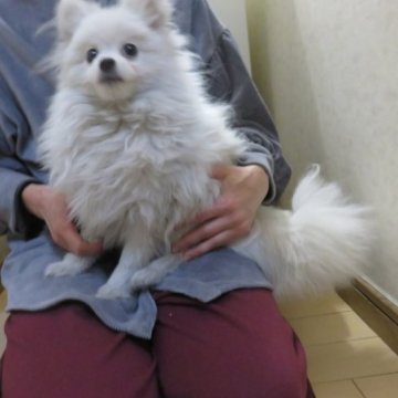 ポメラニアン【愛知県・男の子・2022年7月20日・ホワイト】の写真「お父さんチャオリア（良血）お母さんチャオリア系」