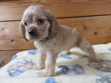 アメリカンコッカースパニエル【愛知県・女の子・2016年9月14日・バフ】の写真「志村どうぶつ園に出演しました」