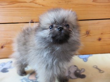 ポメラニアン【愛知県・女の子・2016年10月24日・オレンジ】の写真「チャオリヤ直子」