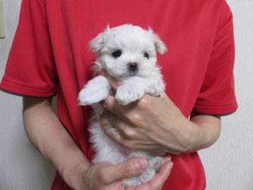 マルチーズ【愛知県・男の子・2017年8月23日・ホワイト】の写真「フレンドリーな子」