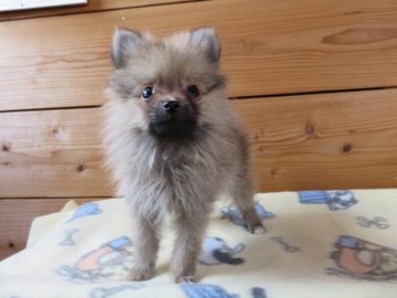 ポメラニアン【愛知県・男の子・2016年10月23日・オレンジ】の写真「健康でとても小さい子」