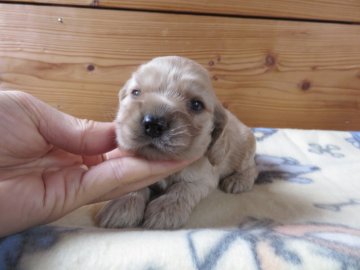 アメリカンコッカースパニエル【愛知県・男の子・2017年4月8日・バフ】の写真「ほつぺがポヨンとおちそう(^^」