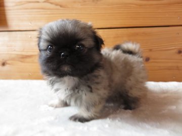 ペキニーズ【愛知県・女の子・2017年11月28日・フォーン】の写真「マイペースな子」