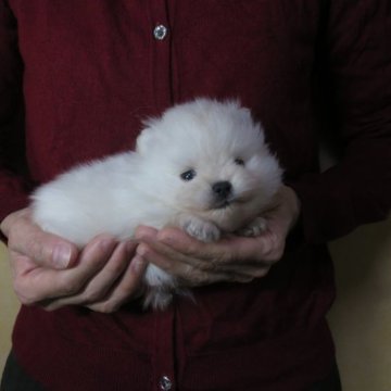 ポメラニアン【愛知県・男の子・2023年10月13日・ホワイト】の写真「父犬チャオリア。小ぶりです。」