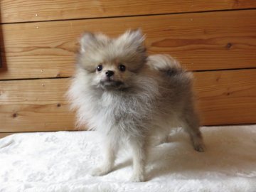 ポメラニアン【愛知県・男の子・2018年1月27日・ウルフセーブル】の写真「お父さんチャオリヤＣＨ直子」