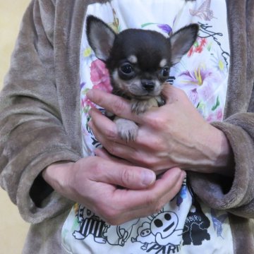 チワワ(スムース)【愛知県・女の子・2024年1月14日・ブラッククリーム】の写真「ブラクリ小さめです」