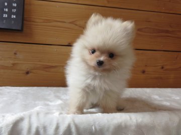 ポメラニアン【愛知県・男の子・2018年1月9日・クリーム】の写真「お母さんチャオリヤ直子」