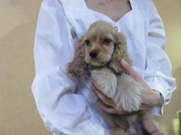 アメリカンコッカースパニエル【愛知県・男の子・2021年7月10日・バフ】の写真「お父さんＣＨ多数良血統。バフ男の子。」