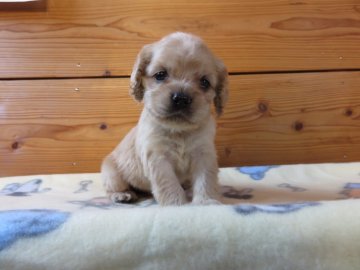 アメリカンコッカースパニエル【愛知県・女の子・2016年11月16日・バフ】の写真「」