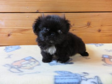 ペキニーズ【愛知県・女の子・2016年12月21日・ブラック&ホワイトマーキング】の写真「とっても小さい子」