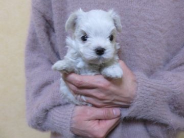 マルチーズ【愛知県・男の子・2020年2月6日・ホワイト】の写真「お父さんの系統は、ＣＨ多数で良です。」