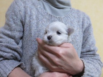 マルチーズ【愛知県・男の子・2018年11月25日・ホワイト】の写真「お顔立ちの可愛い子」