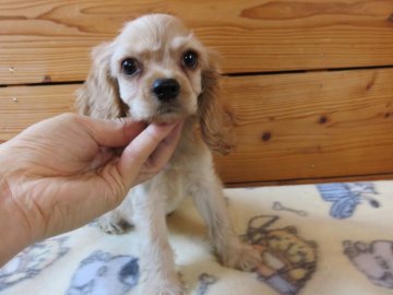 アメリカンコッカースパニエル【愛知県・女の子・2017年4月8日・バフ】の写真「小ぶりな子」