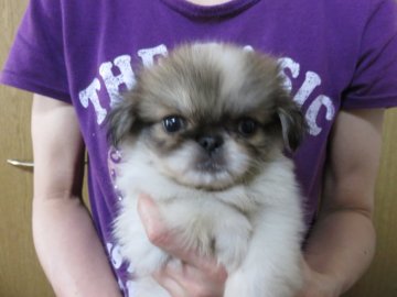 ペキニーズ【愛知県・女の子・2018年5月13日・ホワイト&レッド】の写真「目のばっちりしたお嬢様」