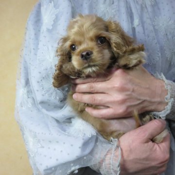 アメリカンコッカースパニエル【愛知県・男の子・2024年1月21日・バフ】の写真「父犬はアメリカチャンピオン孫バフ。」