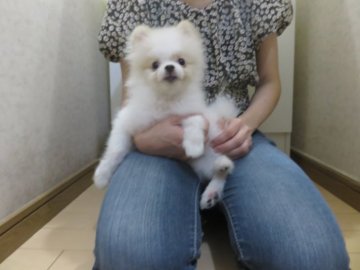 ポメラニアン【愛知県・男の子・2021年3月25日・クリーム】の写真「お母さんチャオリヤ直子（祖父ＣＨ）」